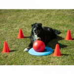 PROCYON Dog Golf Set-3 PROCYON Dog Golf Set-3