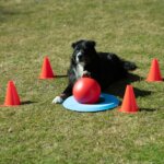 PROCYON Dog Golf Set-4 PROCYON Dog Golf Set-4