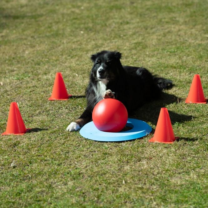 PROCYON Dog Golf Set-4